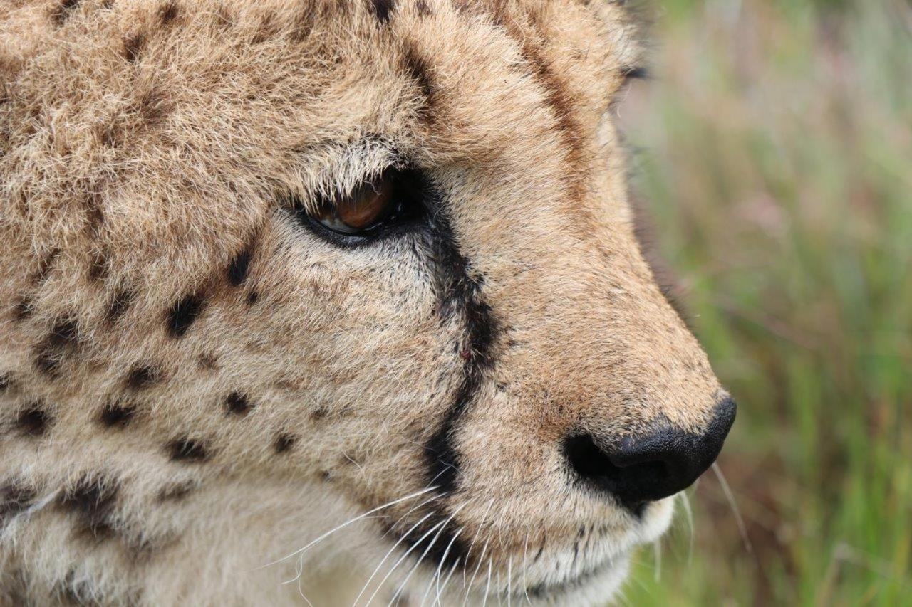 Hopewell Private Game Reserve Lodge *