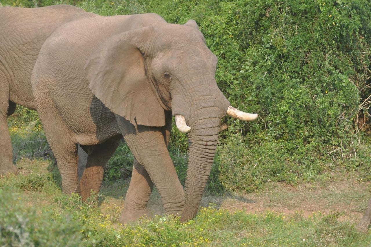Hopewell Private Game Reserve Buyskloof