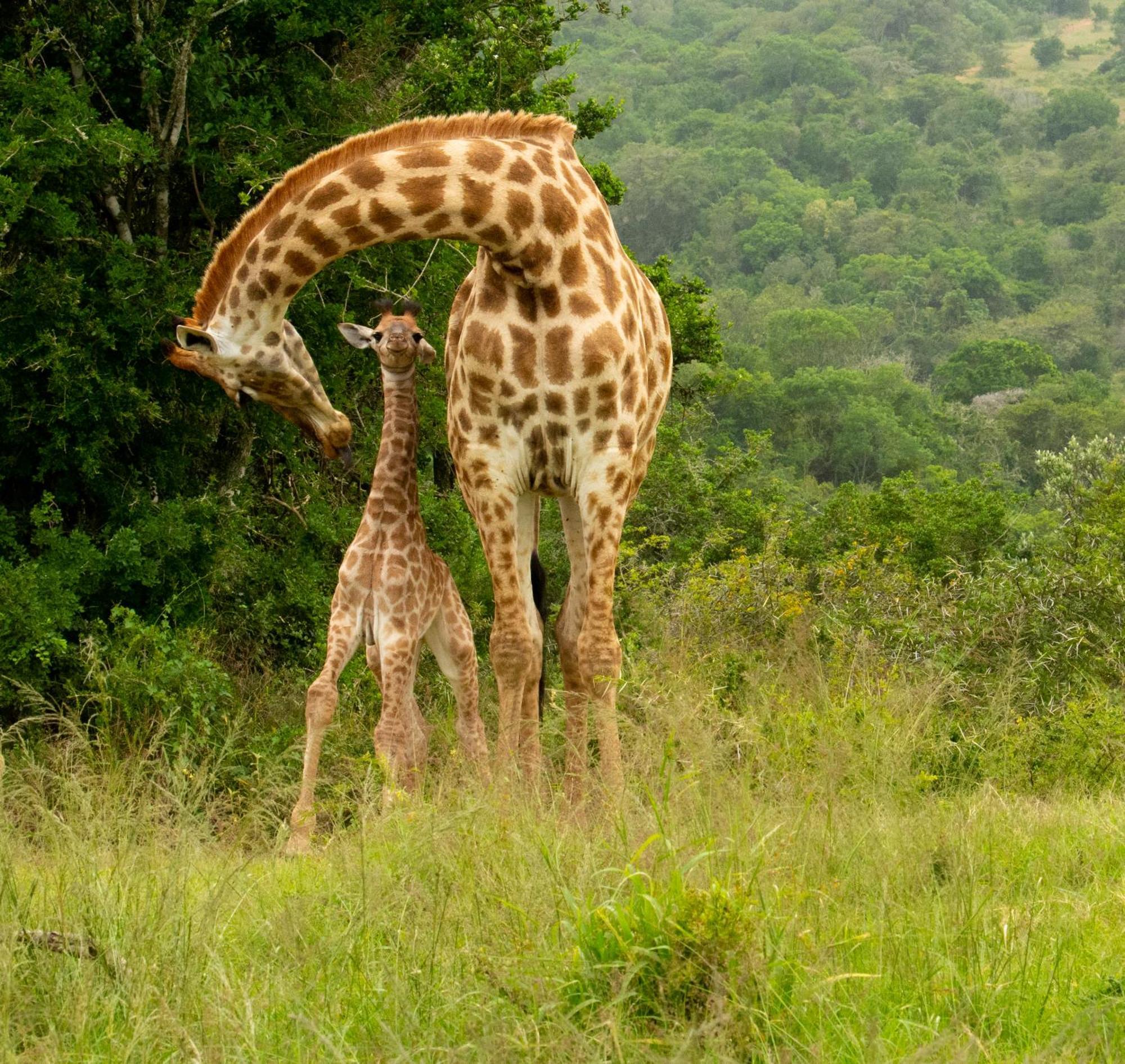 Lodge Hopewell Private Game Reserve Buyskloof