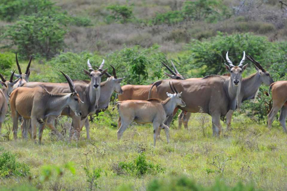 Lodge Hopewell Private Game Reserve